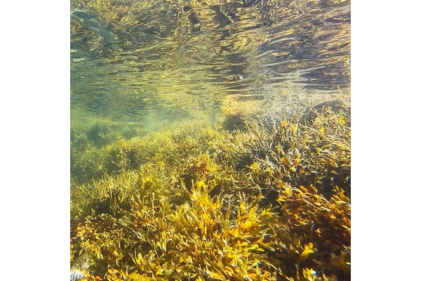 Algae in the ocean.